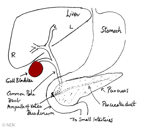 Location Of Liver. Schematic diagram of liver,