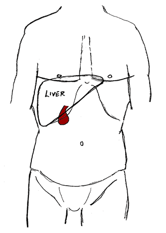 gallbladder anatomy diagram. Diagram showing the position